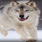 Förutom levande bakgrundsbild till Android Snow winter ström, ladda ner gratis live wallpaper APK Wolf by orchid andra.
