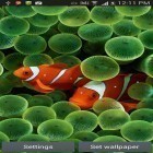 Ladda ner Aquarium by Seafoam på Android, liksom andra gratis live wallpapers för Sony Ericsson W995.