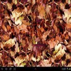 Ladda ner Autumn leaves 3D på Android, liksom andra gratis live wallpapers för Micromax Q415.