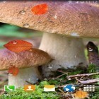 Förutom levande bakgrundsbild till Android Disco Ball ström, ladda ner gratis live wallpaper APK Autumn mushrooms andra.