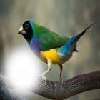 Förutom levande bakgrundsbild till Android Neon flowers by Live Wallpapers Gallery ström, ladda ner gratis live wallpaper APK Birds photo frames andra.