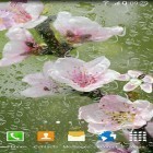 Förutom levande bakgrundsbild till Android Mesh ström, ladda ner gratis live wallpaper APK Blooming trees andra.