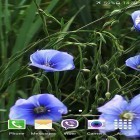 Förutom levande bakgrundsbild till Android Launcher 3D ström, ladda ner gratis live wallpaper APK Blue flowers by Jacal video live wallpapers andra.