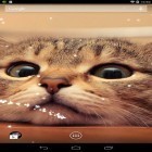 Förutom levande bakgrundsbild till Android Frozen beauty: Winter tale ström, ladda ner gratis live wallpaper APK Cat andra.