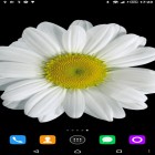 Förutom levande bakgrundsbild till Android S4 Sunshine lotus ström, ladda ner gratis live wallpaper APK Chamomile andra.