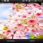Förutom levande bakgrundsbild till Android Shiny butterfly ström, ladda ner gratis live wallpaper APK Cherry blossom andra.