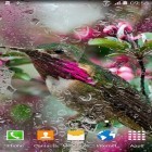 Förutom levande bakgrundsbild till Android Pink hearts ström, ladda ner gratis live wallpaper APK Colibries andra.