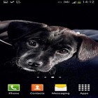 Förutom levande bakgrundsbild till Android Money ström, ladda ner gratis live wallpaper APK Cute dogs andra.