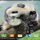 Förutom levande bakgrundsbild till Android Strawberry ström, ladda ner gratis live wallpaper APK Cute panda andra.