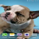 Förutom levande bakgrundsbild till Android New Year 2016 ström, ladda ner gratis live wallpaper APK Cute puppies andra.