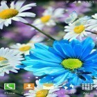 Förutom levande bakgrundsbild till Android Butterflies ström, ladda ner gratis live wallpaper APK Daisies by Live wallpapers 3D andra.