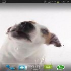 Förutom levande bakgrundsbild till Android Water galaxy ström, ladda ner gratis live wallpaper APK Dog licks screen andra.
