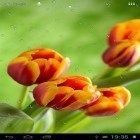 Förutom levande bakgrundsbild till Android Next Nexus pro ström, ladda ner gratis live wallpaper APK Drops on tulips andra.