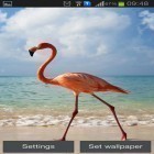 Förutom levande bakgrundsbild till Android Red panda ström, ladda ner gratis live wallpaper APK Flamingo andra.