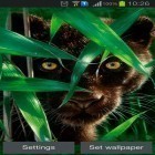Förutom levande bakgrundsbild till Android Green field ström, ladda ner gratis live wallpaper APK Forest panther andra.