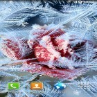 Förutom levande bakgrundsbild till Android Stripe ICS pro ström, ladda ner gratis live wallpaper APK Frozen flowers andra.