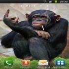 Förutom levande bakgrundsbild till Android Racing car ström, ladda ner gratis live wallpaper APK Funny monkey andra.