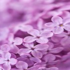 Ladda ner Lilac flowers på Android, liksom andra gratis live wallpapers för HTC Desire.