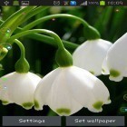 Förutom levande bakgrundsbild till Android Light drops pro ström, ladda ner gratis live wallpaper APK Lily of valley forest andra.