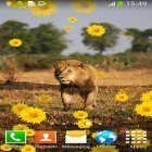 Förutom levande bakgrundsbild till Android Lion ström, ladda ner gratis live wallpaper APK Lion by Live Wallpapers Free andra.