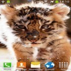 Förutom levande bakgrundsbild till Android Skull ström, ladda ner gratis live wallpaper APK Little tiger andra.
