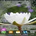 Förutom levande bakgrundsbild till Android Coffee ström, ladda ner gratis live wallpaper APK Oriental andra.