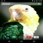 Förutom levande bakgrundsbild till Android Glass flowers ström, ladda ner gratis live wallpaper APK Parrots andra.