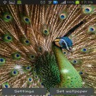 Förutom levande bakgrundsbild till Android Power of life ström, ladda ner gratis live wallpaper APK Peacock feather andra.