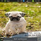Förutom levande bakgrundsbild till Android Beautiful autumn ström, ladda ner gratis live wallpaper APK Playful pugs andra.