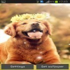 Förutom levande bakgrundsbild till Android Peaceful forest ström, ladda ner gratis live wallpaper APK Puppy andra.
