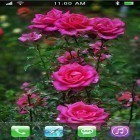 Ladda ner Roses: Paradise garden på Android, liksom andra gratis live wallpapers för ZTE ZMAX.