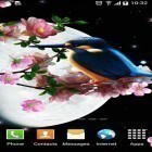 Ladda ner Sakura and bird på Android, liksom andra gratis live wallpapers för Samsung Galaxy Grand Prime.