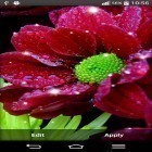 Förutom levande bakgrundsbild till Android Cute dragon ström, ladda ner gratis live wallpaper APK Shiny flowers andra.