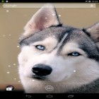 Förutom levande bakgrundsbild till Android Galaxy pack ström, ladda ner gratis live wallpaper APK Siberian husky andra.