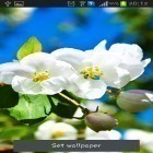 Förutom levande bakgrundsbild till Android Wall clock ström, ladda ner gratis live wallpaper APK Spring is coming andra.