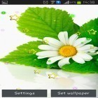 Förutom levande bakgrundsbild till Android Flower clock ström, ladda ner gratis live wallpaper APK Summer camomile andra.