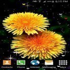 Ladda ner Summer flowers by Stechsolutions på Android, liksom andra gratis live wallpapers för Asus ZenPad 7.0 Z170C.