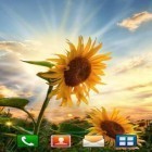 Förutom levande bakgrundsbild till Android Digital clock ström, ladda ner gratis live wallpaper APK Sunflower sunset andra.