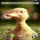 Förutom levande bakgrundsbild till Android Red panda ström, ladda ner gratis live wallpaper APK Talking duck andra.