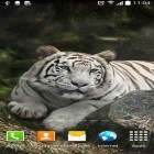 Förutom levande bakgrundsbild till Android Birds 3D ström, ladda ner gratis live wallpaper APK Tiger by Amax LWPS andra.