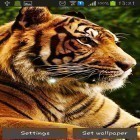 Förutom levande bakgrundsbild till Android Autumn tree ström, ladda ner gratis live wallpaper APK Tigers andra.