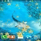 Ladda ner Underwater på Android, liksom andra gratis live wallpapers för LG KP501 Cookie.