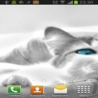 Förutom levande bakgrundsbild till Android Blue flowers by Jacal video live wallpapers ström, ladda ner gratis live wallpaper APK White cats andra.