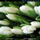Förutom levande bakgrundsbild till Android Snow HD ström, ladda ner gratis live wallpaper APK White flowers andra.