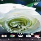 Förutom levande bakgrundsbild till Android My name ström, ladda ner gratis live wallpaper APK White rose andra.