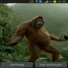Förutom levande bakgrundsbild till Android Motocross ström, ladda ner gratis live wallpaper APK Wild dance crazy monkey andra.